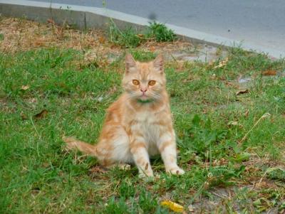 Прикрепленное изображение: P1070535.jpg